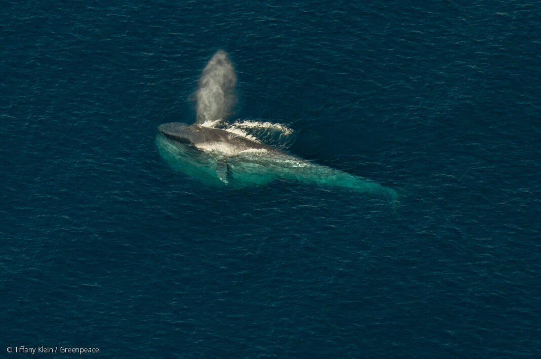 pygmy-blue-whales:-citizen-scientists-in-timor-leste-help-research