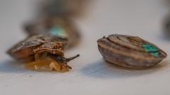 why-1,329-tiny-snails-are-being-set-free-on-a-remote-island