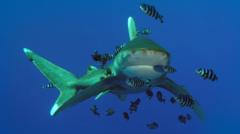 egypt:-tourist-killed-in-red-sea-shark-attack-near-marsa-alam-area