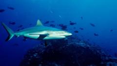 pastor-luke-walford-dies-in-shark-attack-on-australia’s-great-barrier-reef
