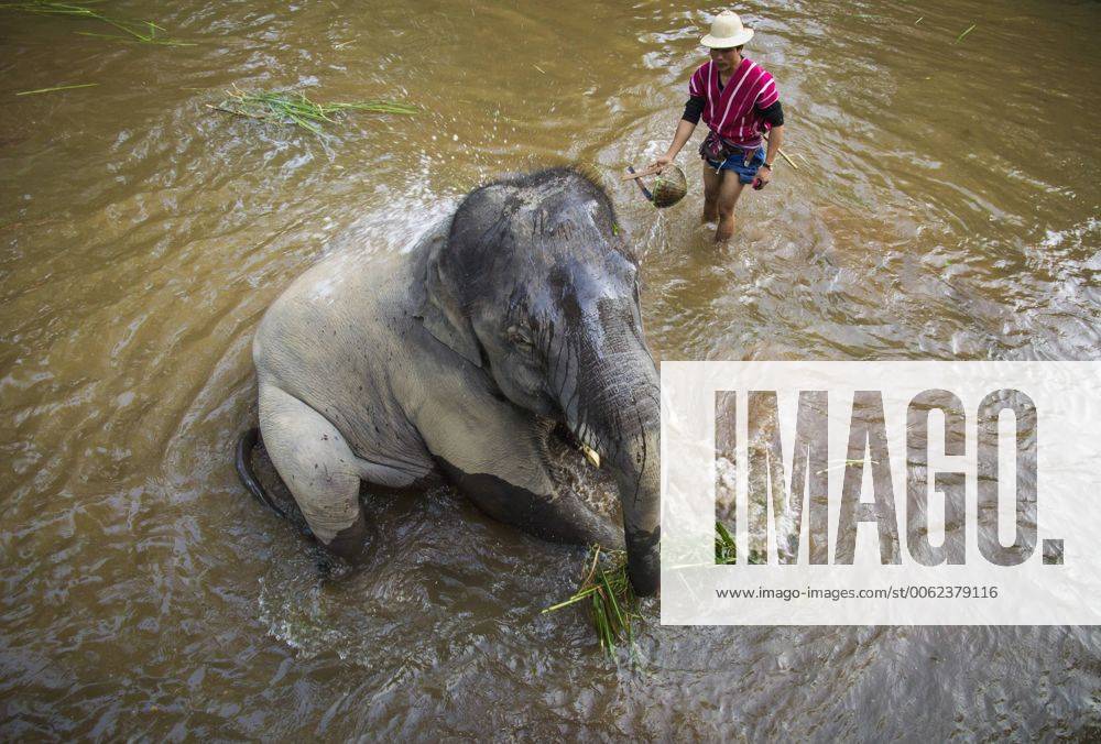 thailand-mahout-charged-after-elephant-kills-tourist