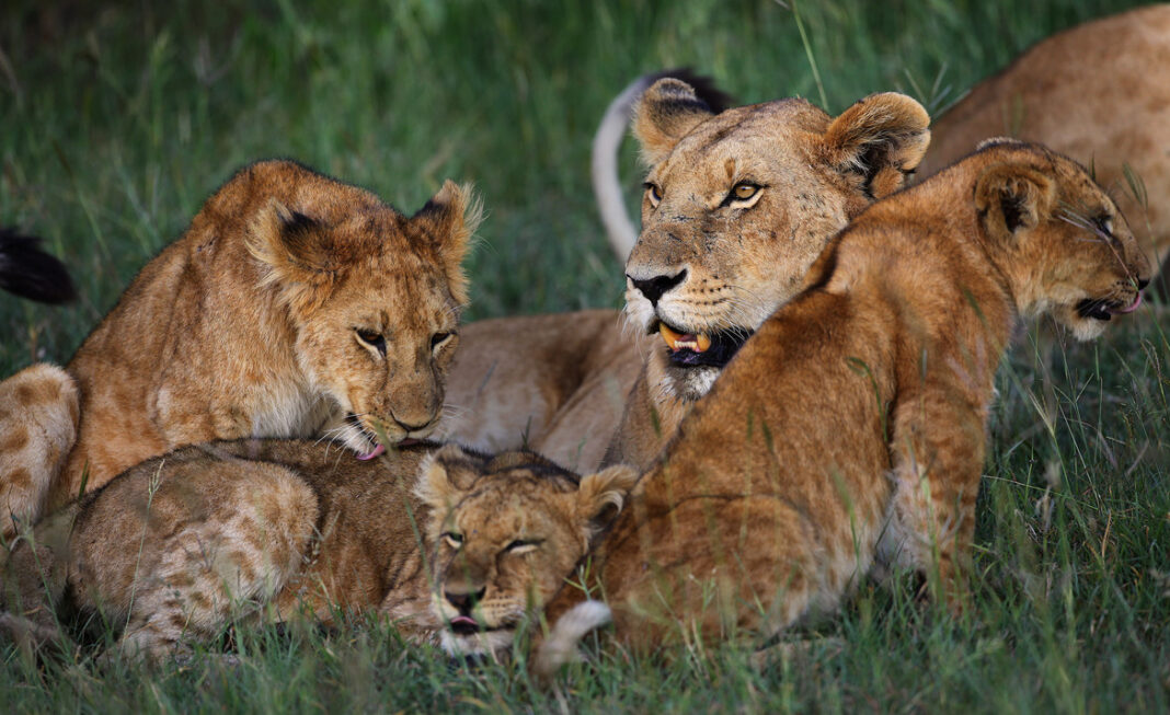 kenya-ice-lions:-the-rise-of-ice-hockey-in-east-africa