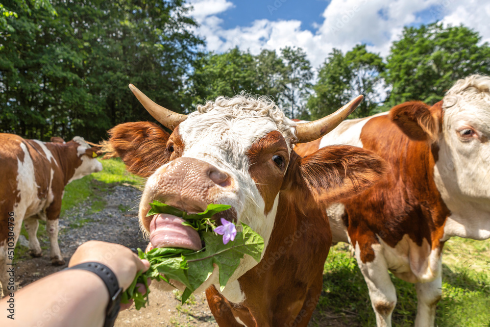 uk-bans-german-cattle-and-pig-imports-after-foot-and-mouth-case