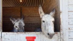 la-fires:-equestrian-center-shelters-hundreds-of-animals