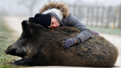 france:-joy-as-wild-boar-facing-death-allowed-to-stay-with-owner
