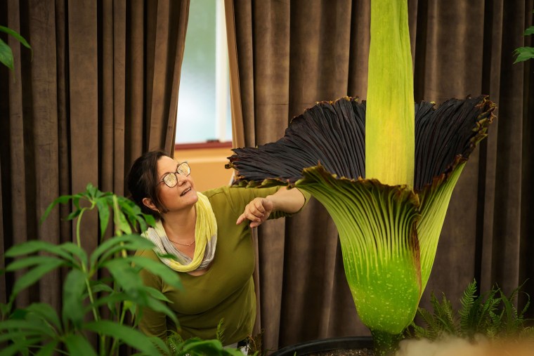 ‘Corpse flower’: Australians react to smell of plant in bloom