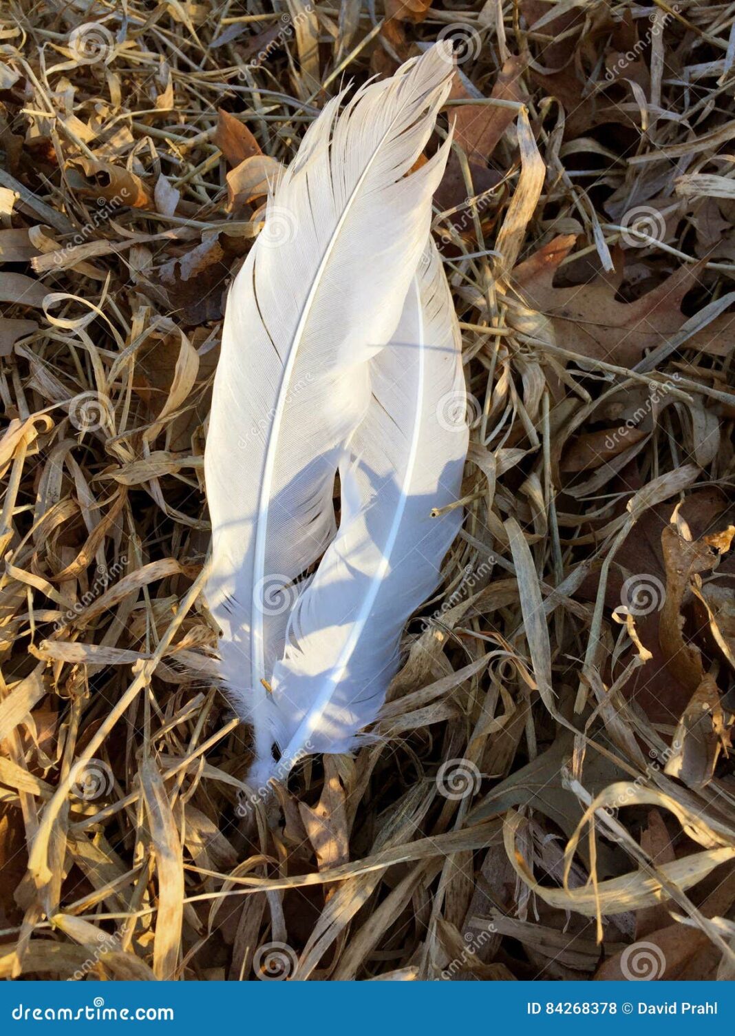 Jeju Air: Bird feathers found in engines of crashed South Korean jet