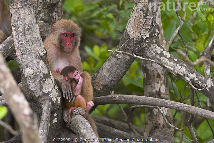 Sundarbans: How mothers are fighting to stop drowning deaths in Indian wetlands