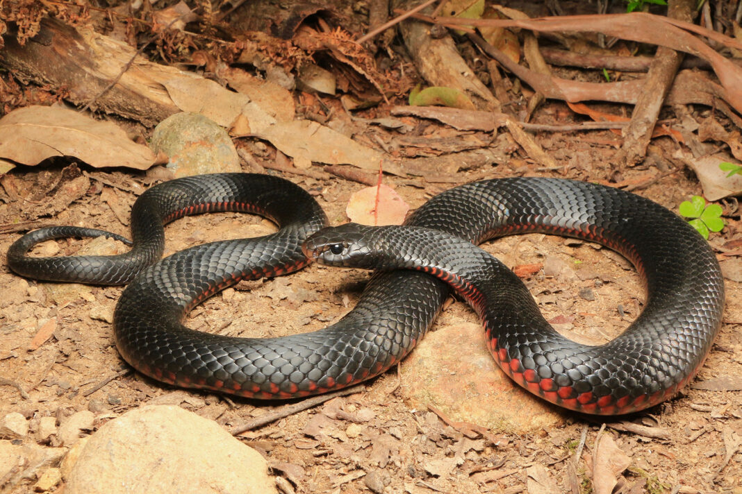 more-than-100-red-bellied-black-snakes-found-in-sydney-backyard