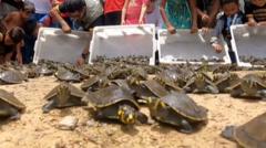 yellow-spotted-baby-turtles-are-released-in-brazil-river