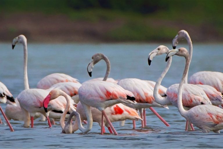 pink-flamingos-‘seized-from-smugglers’-in-tunisia pink-flamingos-‘seized-from-smugglers’-in-tunisia