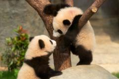 panda-stic!-twin-cubs-attract-hundreds-of-visitors-on-debut