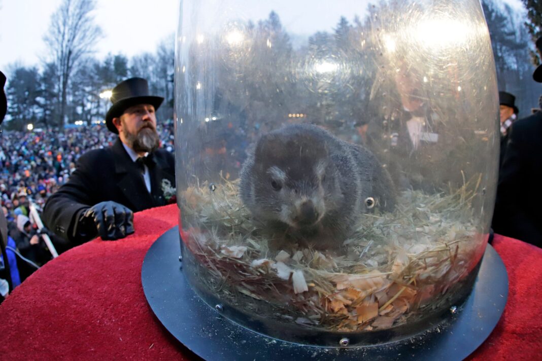 groundhog-day:-punxsutawney-phil-makes-weather-prediction