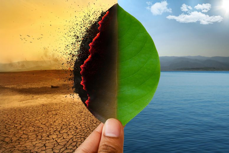 as-warming-climate-hammers-coffee-crops,-south-sudan-tests-a-tougher-species