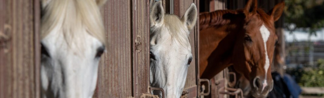 pope-‘stable’-after-yesterday’s-respiratory-failure,-vatican-says