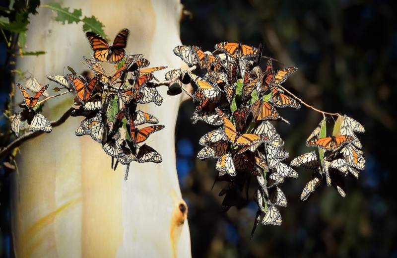 us-butterfly-populations-drop-by-22%-in-two-decades,-study-says