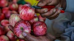 indian-scientists-search-for-the-perfect-apple indian-scientists-search-for-the-perfect-apple