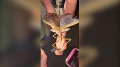 watch:-huge-stick-insect-discovered-in-australia