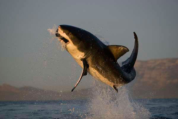 baby-shark:-south-korean-denies-plagiarism-claim-by-us-composer