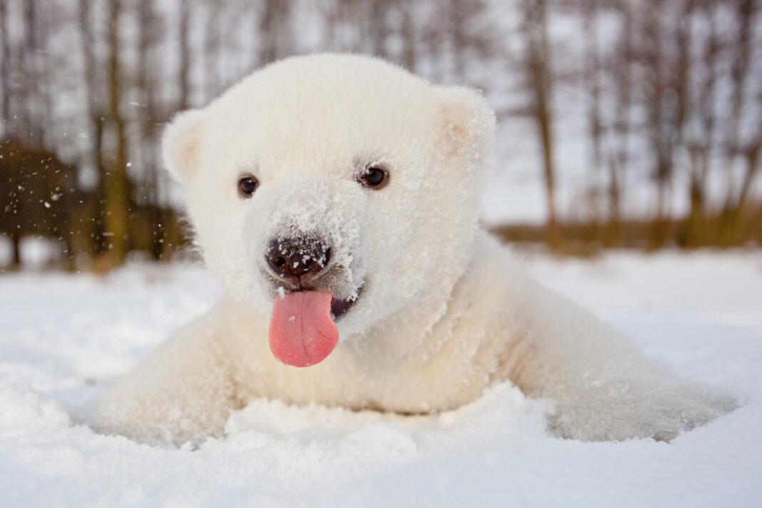 polar-bears-occupy-abandoned-soviet-era-research-station