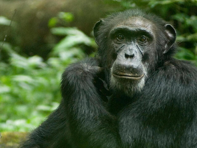 what-to-know-about-the-life-and-legacy-of-chimpanzee-researcher-and-wildlife-advocate-jane-goodall