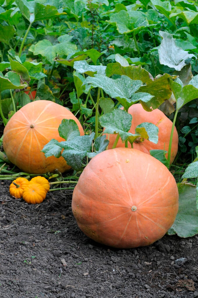 how-to-grow-a-giant-pumpkin,-with-help-from-science