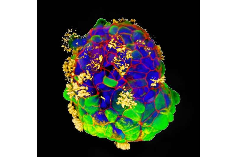 scientists-race-to-make-‘living’-computers-powered-by-human-cells