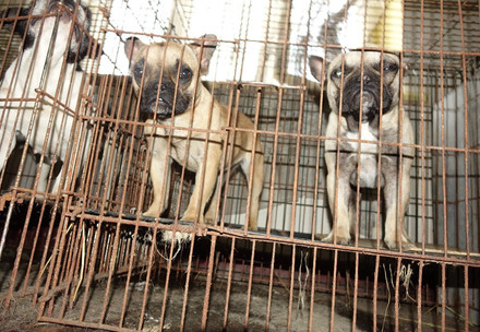 ‘They treated us like animals’ – Inside the epicentre of deportations in New York City