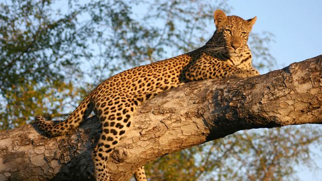 Kruger National Park: South Africa debates changing name of world-famous reserve