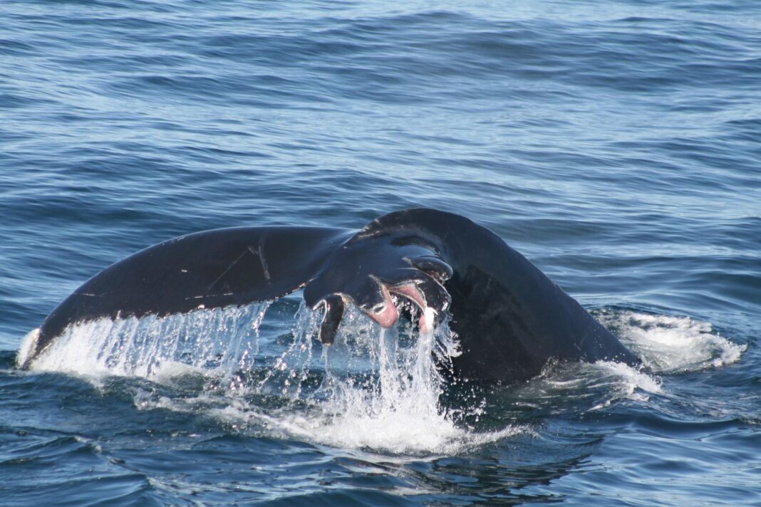 us-strikes-another-vessel-off-venezuela-coast,-killing-six us-strikes-another-vessel-off-venezuela-coast,-killing-six