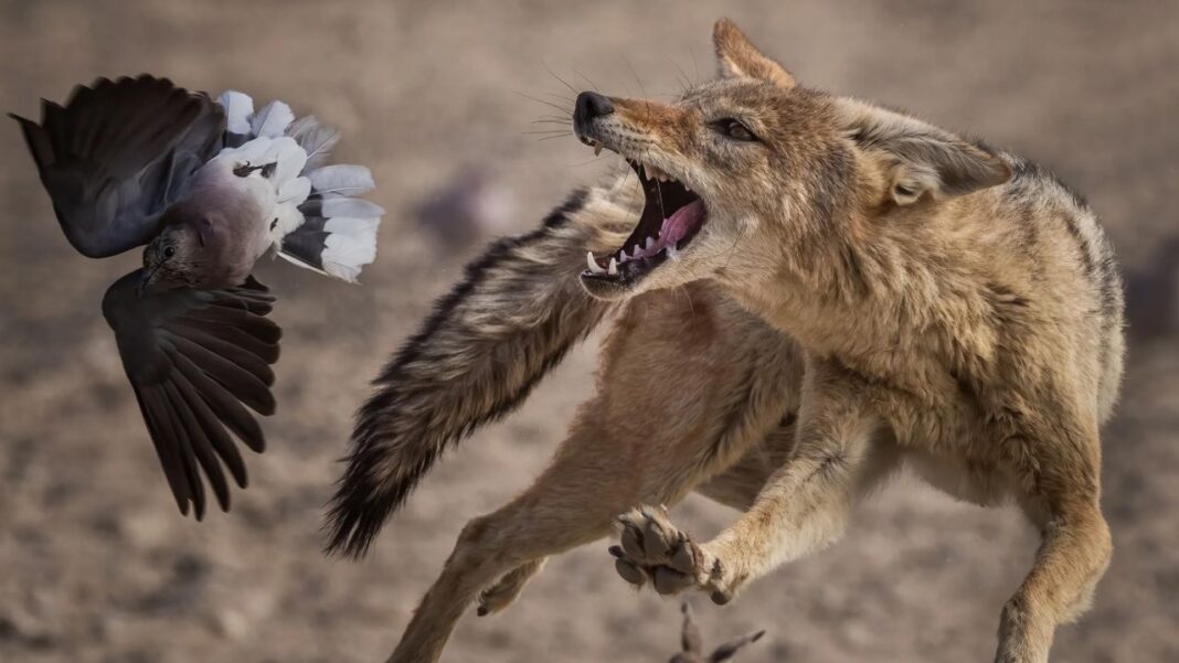 can-you-guess-which-canon-camera-was-the-most-popular-among-the-winners-of-wildlife-photographer-of-the-year-2025?