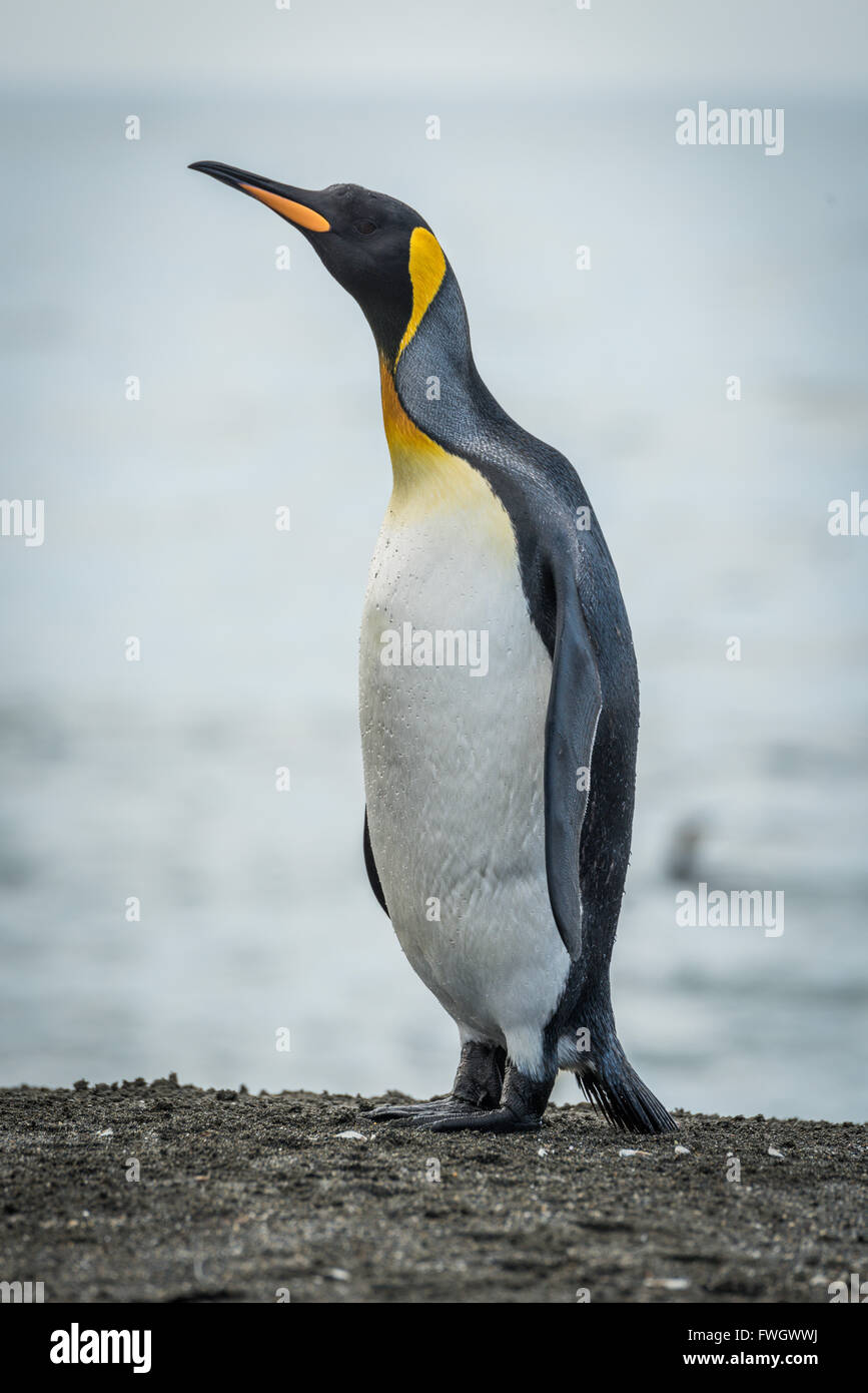 penguin-and-club-bars-can-no-longer-be-described-as-chocolate