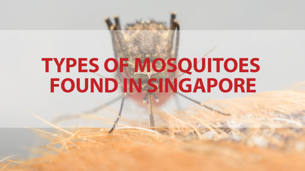 mosquitoes-found-in-iceland-for-first-time-after-record-heat