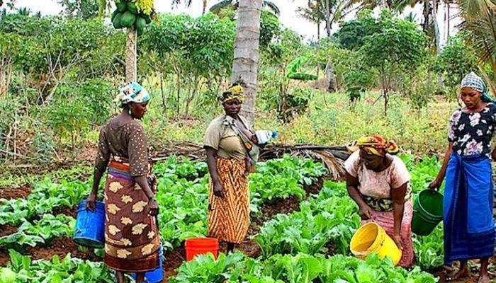 nigeria’s-farmers-on-the-frontline-against-boko-haram:-‘we-fear-for-our-souls’