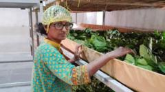 From scientist to silk farmer: India’s silk industry renewal from-scientist-to-silk-farmer:-india’s-silk-industry-renewal