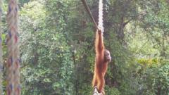 How one orangutan braved new bridge to unite his split community how-one-orangutan-braved-new-bridge-to-unite-his-split-community