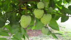 custard-apples:-the-crop-that-thrives-in-the-toughest-conditions custard-apples:-the-crop-that-thrives-in-the-toughest-conditions