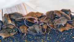 ‘It’s like a decaying body’: Australia farmers battle mouse plague ‘it’s-like-a-decaying-body’:-australia-farmers-battle-mouse-plague