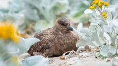 Australia confirms first case of bird flu as virus reaches every continent australia-confirms-first-case-of-bird-flu-as-virus-reaches-every-continent