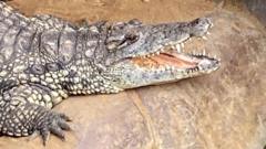 Wowcher ‘extremely sorry’ for crocodile attack email wowcher-‘extremely-sorry’-for-crocodile-attack-email