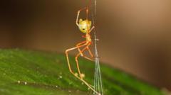 Spider which uses spring trap to capture prey discovered in Australia spider-which-uses-spring-trap-to-capture-prey-discovered-in-australia