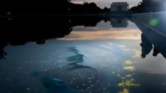 Reflecting Pool liner cut with sharp knife or razor, National Park Service says reflecting-pool-liner-cut-with-sharp-knife-or-razor,-national-park-service-says