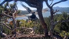 Livestream captures young bald eagle taking first flight in California livestream-captures-young-bald-eagle-taking-first-flight-in-california