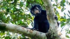 New monkey species with orange lips found ‘hiding’ in DRC forest new-monkey-species-with-orange-lips-found-‘hiding’-in-drc-forest