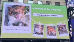 China’s animal lovers take fight against abuse offline and overseas china’s-animal-lovers-take-fight-against-abuse-offline-and-overseas