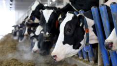 Canada’s ‘powerful’ dairy sector is in Trump’s trade crosshairs canada’s-‘powerful’-dairy-sector-is-in-trump’s-trade-crosshairs