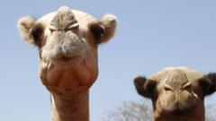 Africa’s camels are dying from extreme heat as temperatures soar africa’s-camels-are-dying-from-extreme-heat-as-temperatures-soar