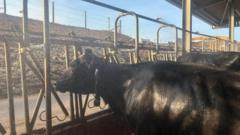Inside the cow showers helping dairy farms beat the heatwave inside-the-cow-showers-helping-dairy-farms-beat-the-heatwave