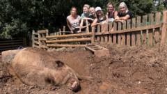 Animal sanctuary facing closure due to hot weather animal-sanctuary-facing-closure-due-to-hot-weather
