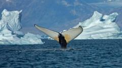 Giant whales move into Greenland waters as ice disappears giant-whales-move-into-greenland-waters-as-ice-disappears
